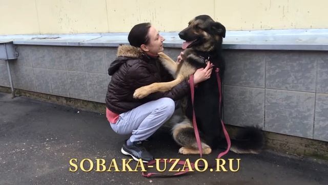 Михей из приюта Щербинка ЮЗАО ищет хозяина! SOBAKA-UZAO.RU смотреть онлайн