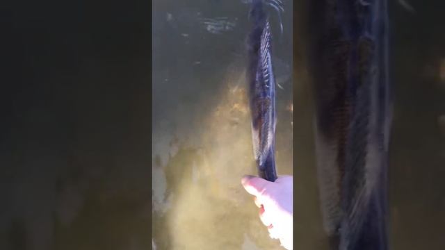 30.03.19 Тюмень. Антипино смотреть онлайн