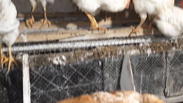 Вечерний обзор курятника с весенним молодняком! #курынесушки #chick #куры #курятник #петухи смотреть онлайн