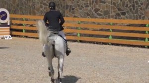 Конный спорт: конкур видео