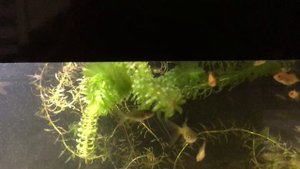 пересадил гуппи и меченосцев в 130 литровый аквариум с мальками золотых рыбок