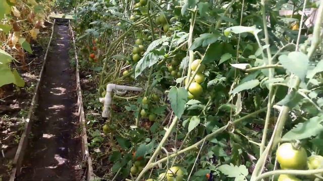 ОБЗОР ОВОЩЕЙ НА ДАЧЕ. ОСМОТР ПАРНИКОВ. смотреть онлайн