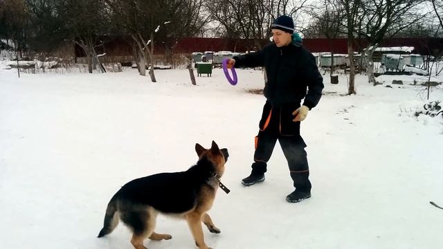 Правильные игры с собакой, команда аппорт - овчарка Айдар смотреть онлайн