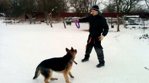 Правильные игры с собакой, команда аппорт - овчарка Айдар