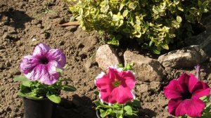 КАК ВЫБРАТЬ ПЕТУНИЮ НА РЫНКЕ. ВЫСАДКА В ОТКРЫТЫЙ ГРУНТ.