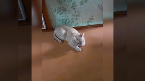 кот Рыжик ушёл на радугу к маме/ ВИК, ЛЕЙКОЗ ЧУМКА у кошек