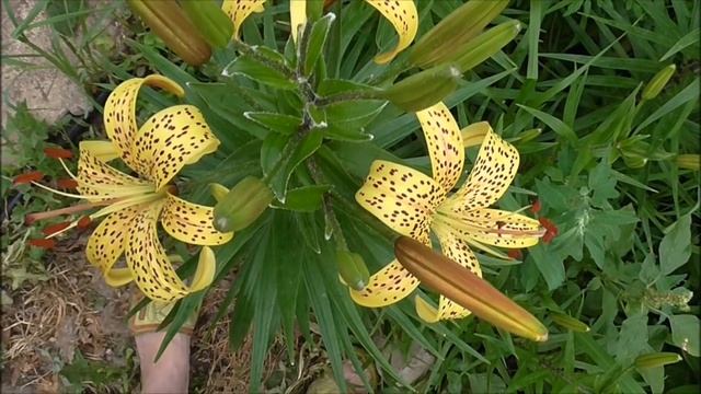 ПОЛЕЙТЕ ЭТИМ ЛИЛИИ ДЛЯ МОЩНОГО ЦВЕТЕНИЯ !!! смотреть онлайн