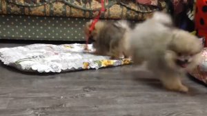 Померанские щенки шпица 3 месяца