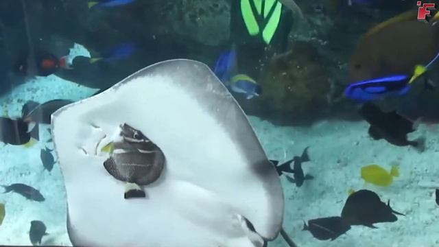 Забавные Моменты с Животными смотреть онлайн