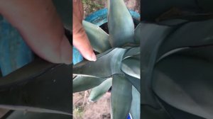 Sharkskin agave