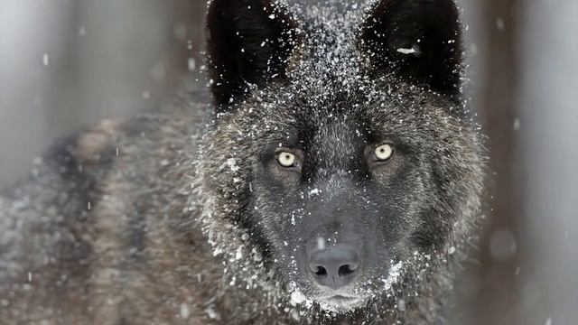 Песня "Черный волк и Белая рысь" песни русский шансон