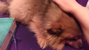 ЗАЩИТА ДЛЯ ЖИВОТНЫХ. ДЛЯ ВСЕХ.  ВЕДЬМИНА ИЗБА  ▶️  ИНГА ХОСРОЕВА