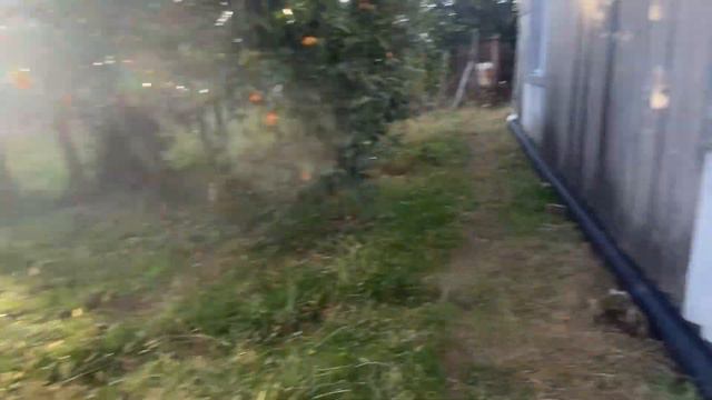 Countryside Life. О чем говорят петухи в деревне?Ловим теплые дни в нашем мандариновом декабре. смотреть онлайн