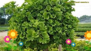 Гинкго билоба на штамбе Марикен. Краткий обзор, описание характеристик ginkgo biloba Mariken
