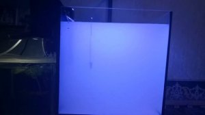 Морской аквариум: запуск новичка.