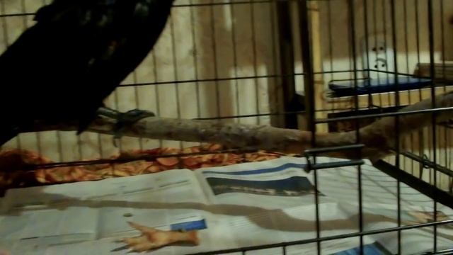 Раненый ворон провел два дня на сильном морозе смотреть онлайн