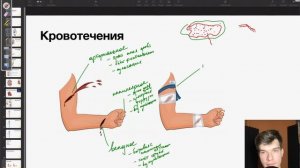 Виды кровотечений и первая помощь при них | Биология ЕГЭ