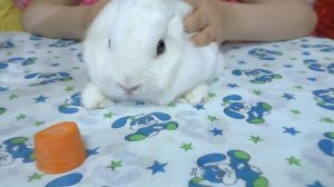 Кролику БОЛЬНО // ПЕРВЫЙ УКОЛ, чтобы вылечить ЛАПКУ