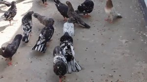 Мраморные голуби Баку пл Балаханы