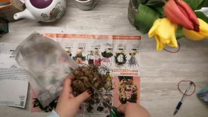 Георгин Холли Хьюстон из Оби. Часть 1. Распаковка, обзор, бирка.