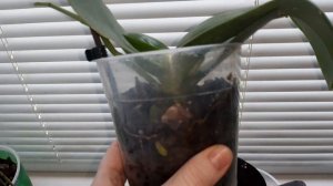 Орхидеи  реанимашки/Растут цветоносы и корешки/