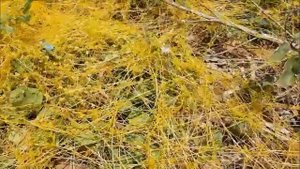 Повилика (Cuscuta )целебное растение -паразит! Кирьят-Ям. Израиль.Israel.