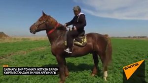 Самые дорогие лошадей Азии  Барон