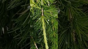 Хермес на лиственнице. Чем лечить?