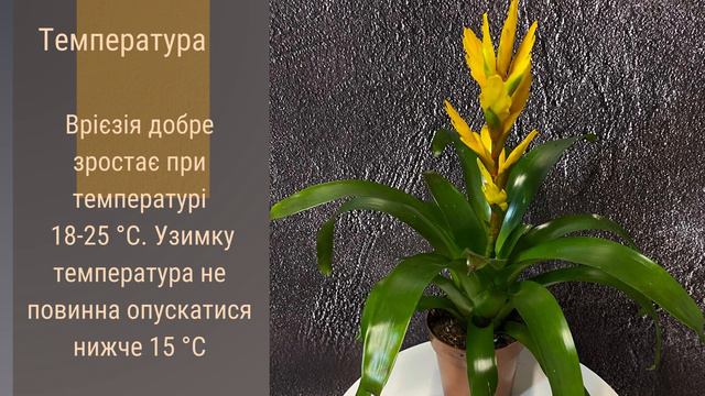 Врієзія  🌹🪴🌺   Секрети догляду за кімнатною красунею! \ догляд за рослинами \ кімнатні рослини