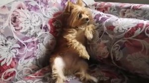 Наша Моника ждет обеда