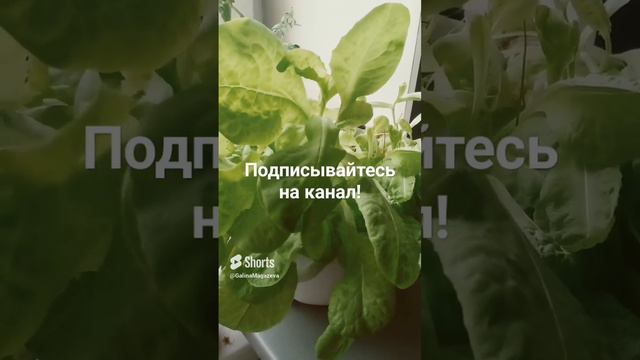 Сочная зелень на подоконнике! Освежите салатик!