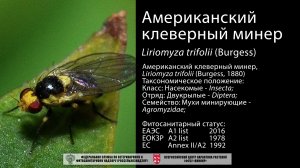 Американский клеверный минер (Liriomyza trifolii (Burg (Liress))