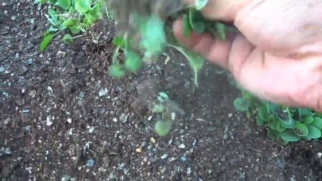 ПОЛЕЗНОЕ ВИДЕО????. Поговорим про выращивание цветов на разную тему. Подкормки, пикировка, всходы.