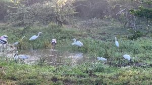 Sri Lanka’s wild elephants! A safari at Yala National Park and it's elusive leopards.