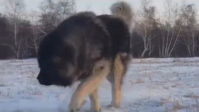 Кавказская овчарка наш  Олимп - 5 лет - http://www.beliy-lekar.ru смотреть онлайн