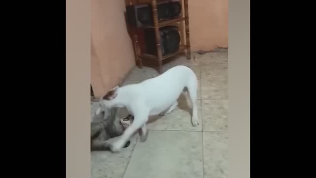 смешные случаи с животными 54