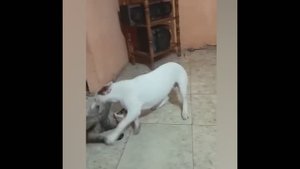 смешные случаи с животными 54