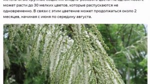 Тамарикс изящный и ветвистый:  уход за декоративным деревом.