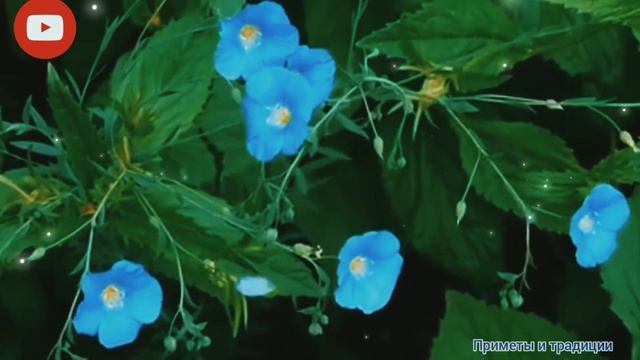 #магнитнаябуря #17ноября  Магнитная буря сегодня, 17 ноября 2021 года