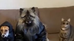 Эту банду знает вся Россия