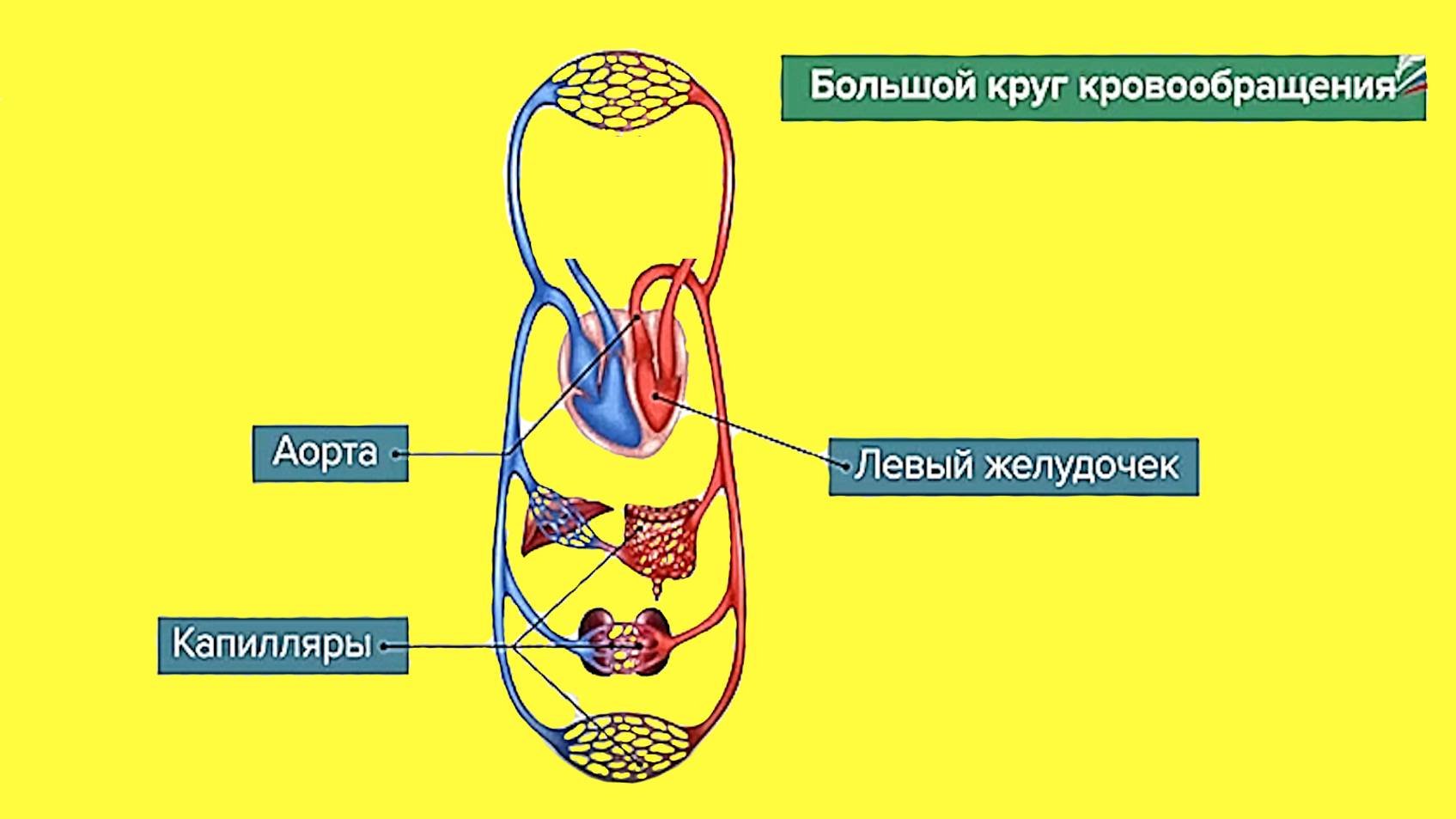 Исцеление сердечно-сосудистой системы 18.12.2023