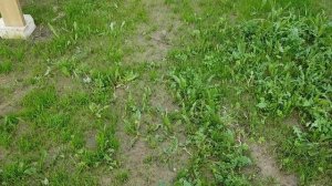 Газон на сорняки 2.