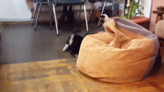 German Shepherd meets Cat for first time #1 / Сиамская кошка и Немецкая овчарка #1 смотреть онлайн