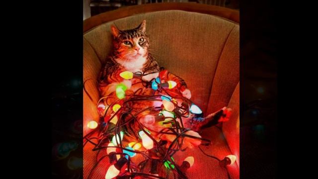 КОТ НОВЫЙ ГОД !!!.mp4 смотреть онлайн