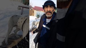 Питбуль помесь с алабаем, Грозный щенок, Благородных кровей