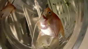 Скалярии помирают 1