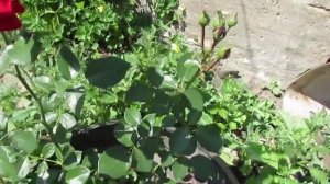 Плетистая роза  Первое цветение