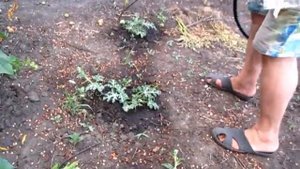 Опрыскивание овощных культур стимулятором Цирконом