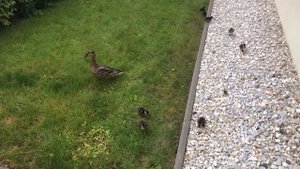 Веду утку с утятами к воде. Заблудились!