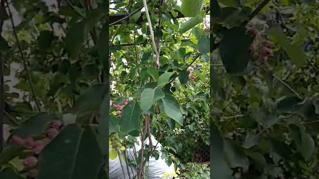 Мой огород на 31 мая 2020 г. смотреть онлайн